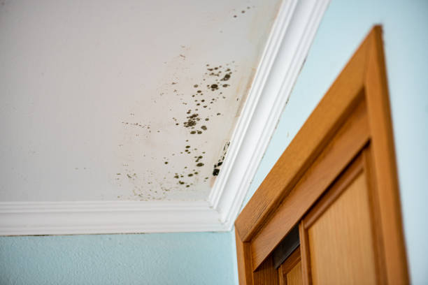 Best Attic Mold Remediation in Toulon, IL