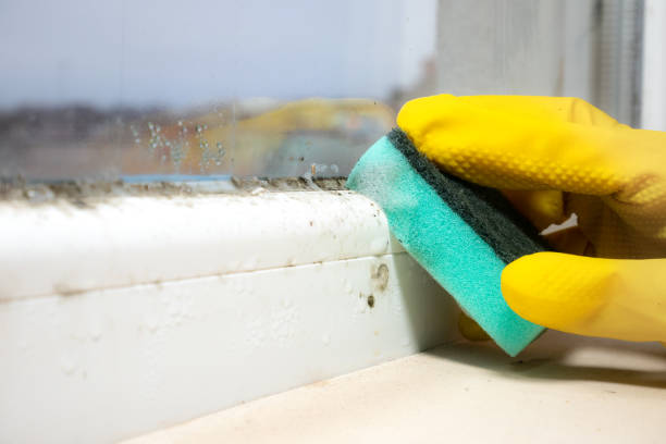 Best DIY Mold Remediation Support Services in Toulon, IL