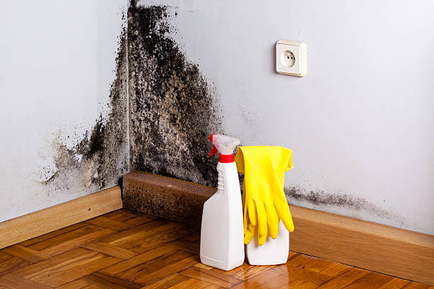 Professional Mold Remediation in Toulon, IL