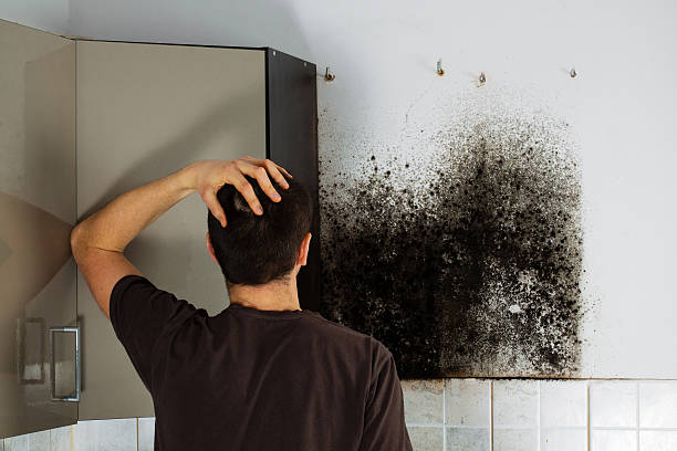 Best HVAC Mold Remediation in Toulon, IL