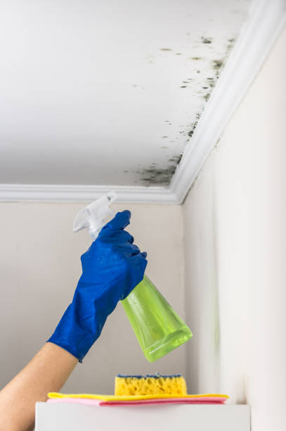 Best Post-Flood Mold Remediation in Toulon, IL